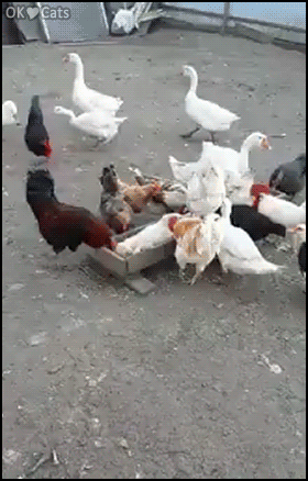 Funny-Cat-GIF-Cat-nap-zero-fucks-given-to-hungry-chickens-Do-not-disturb-please-cat-gifs-com.gif