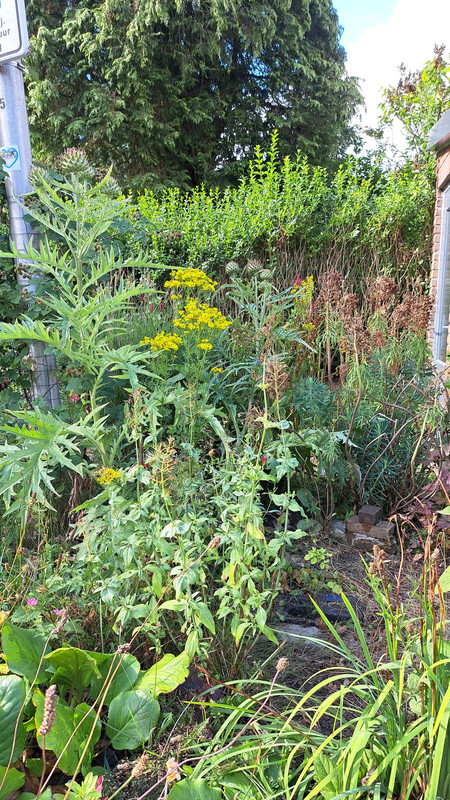 [Image: TUIN-ARTIJOK-plants-250711.jpg]