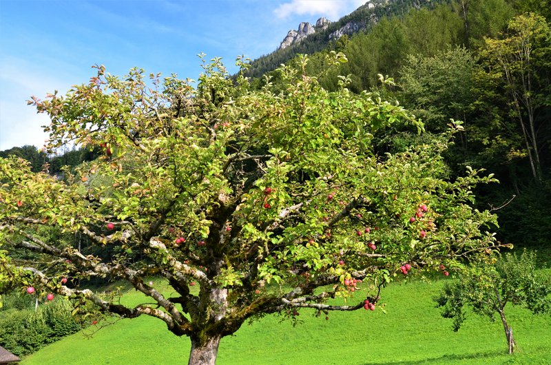 BRIENZ E ISELTWALD-9-9-2019 - Suiza y sus pueblos-2019 (34)