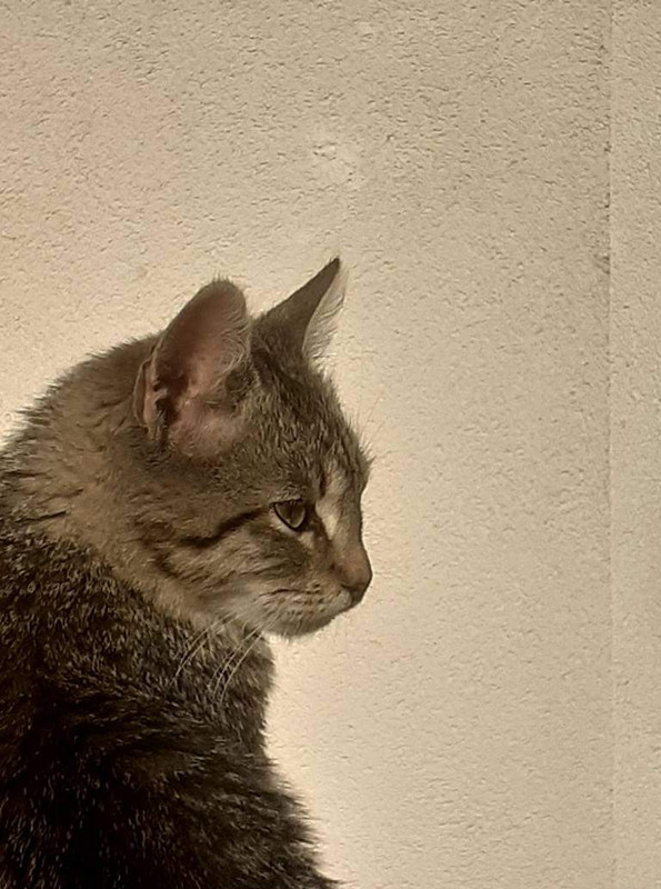 FB-IMG-1730416271050