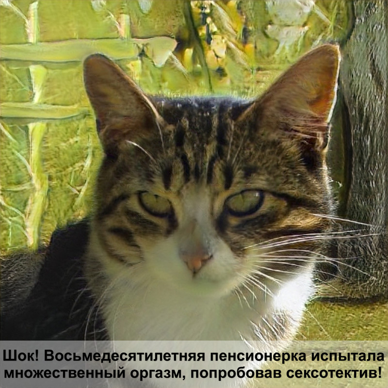 порода кошек сиамского окраса