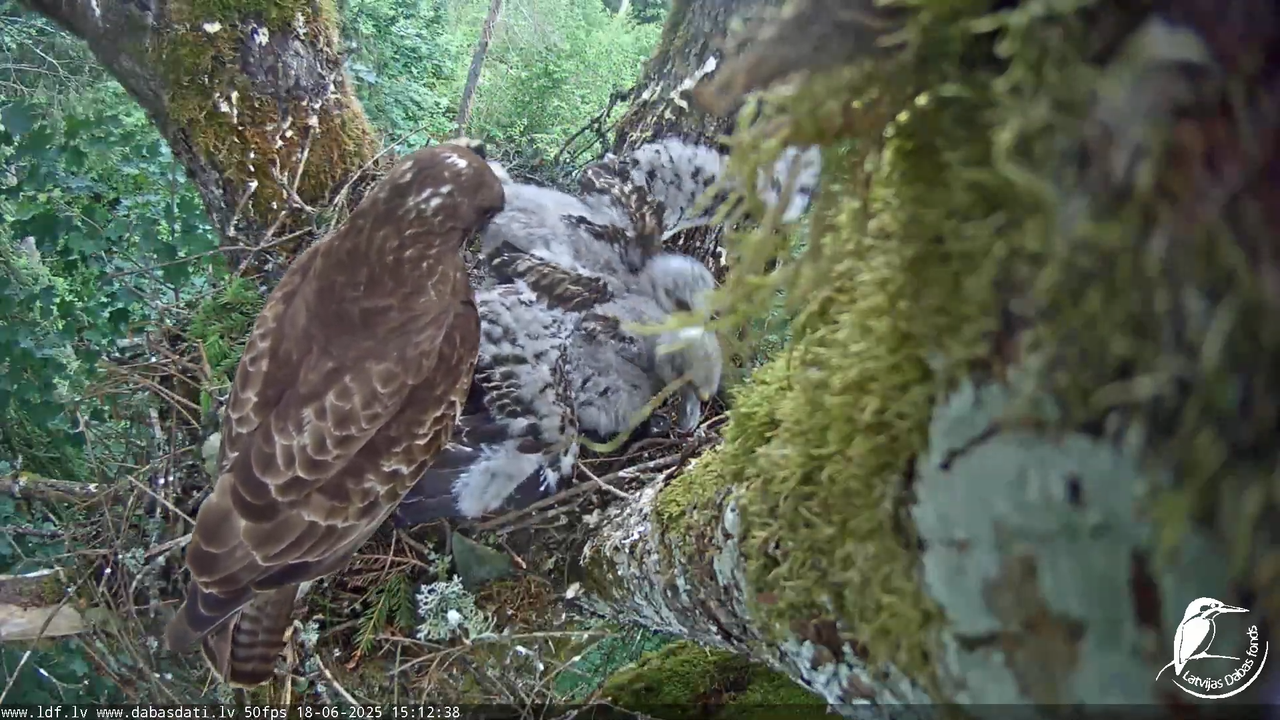 Melnās klijas (Milvus migrans) Kurzemē_ peļu klijāni (Buteo buteo) 17-25-21 screenshot