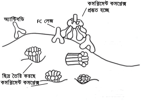 attack of complement complex