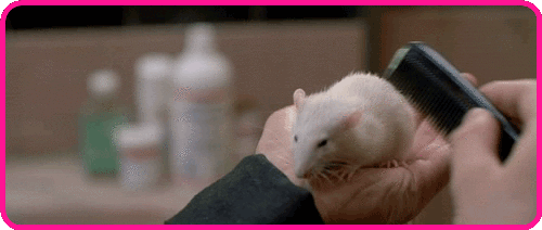 muis