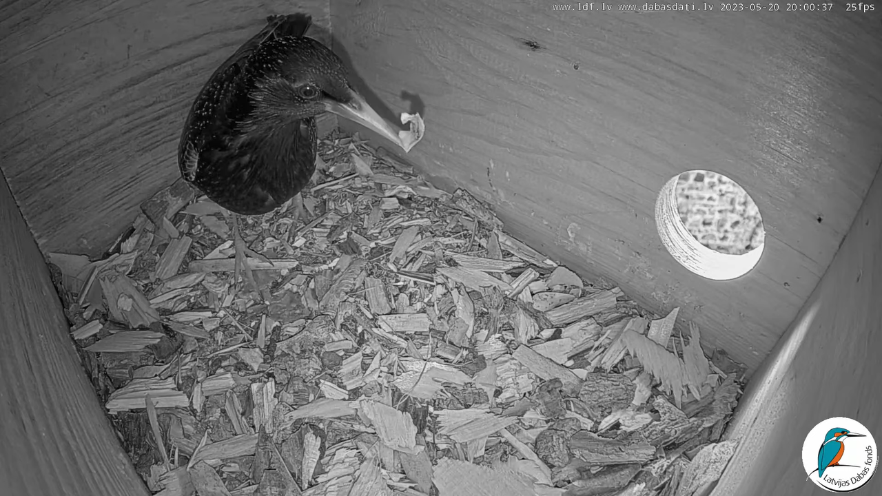 Svīre (Apus apus) Cēsu pils - LDF tiešraide _ Skreja 9-50-46 screenshot