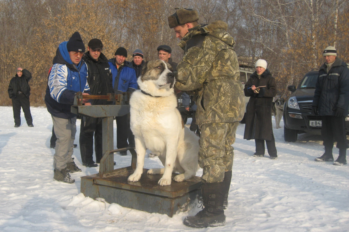 2009.11.21 Вес ЗЯМА 72кг 4г (1)