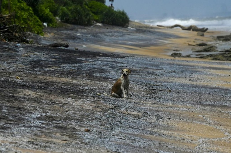 debris-washed-ashore-from-the-container-ship-could.jpg