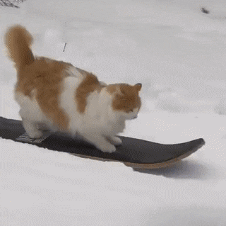 daily-gifdump-3388-06.gif