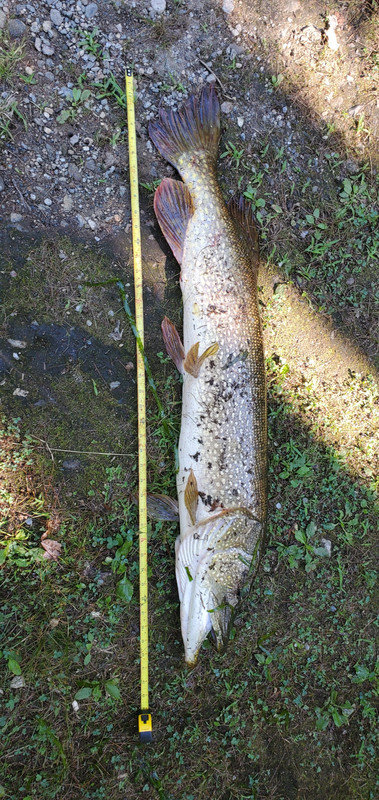 Pike3