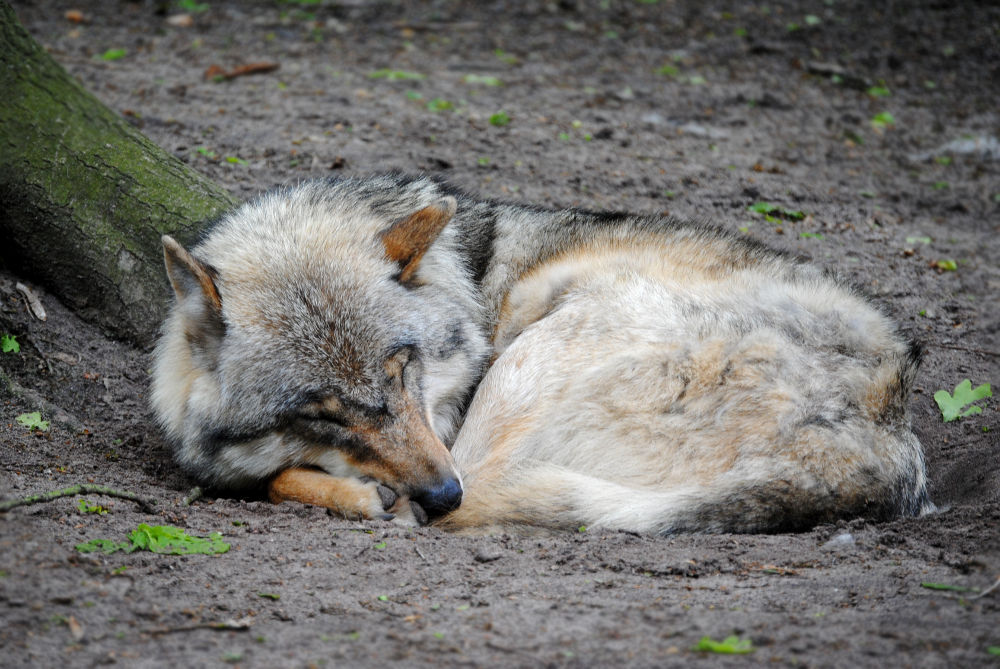 sweet-dreams-1-by-quiet-bliss-d8011qh-fullview.jpg
