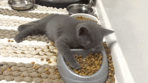 daily-gifdump-3394-15.gif