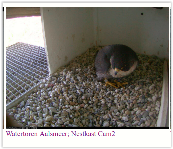 Screen Shot 03-31-25 at 04.48 PM 001