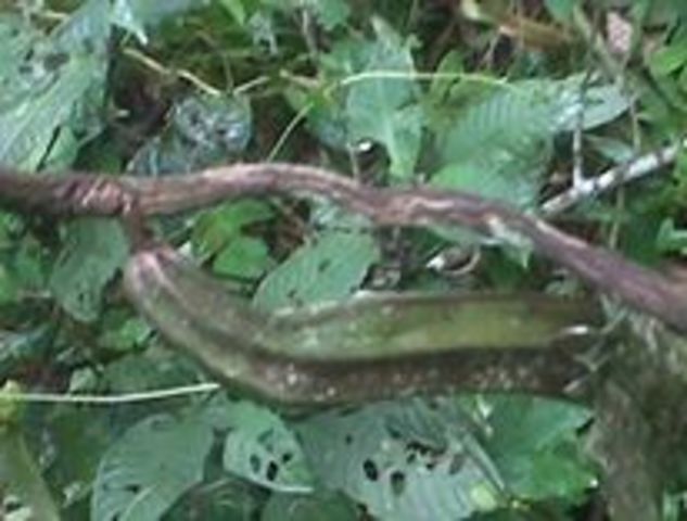 72968_483372678433693_388697073_n