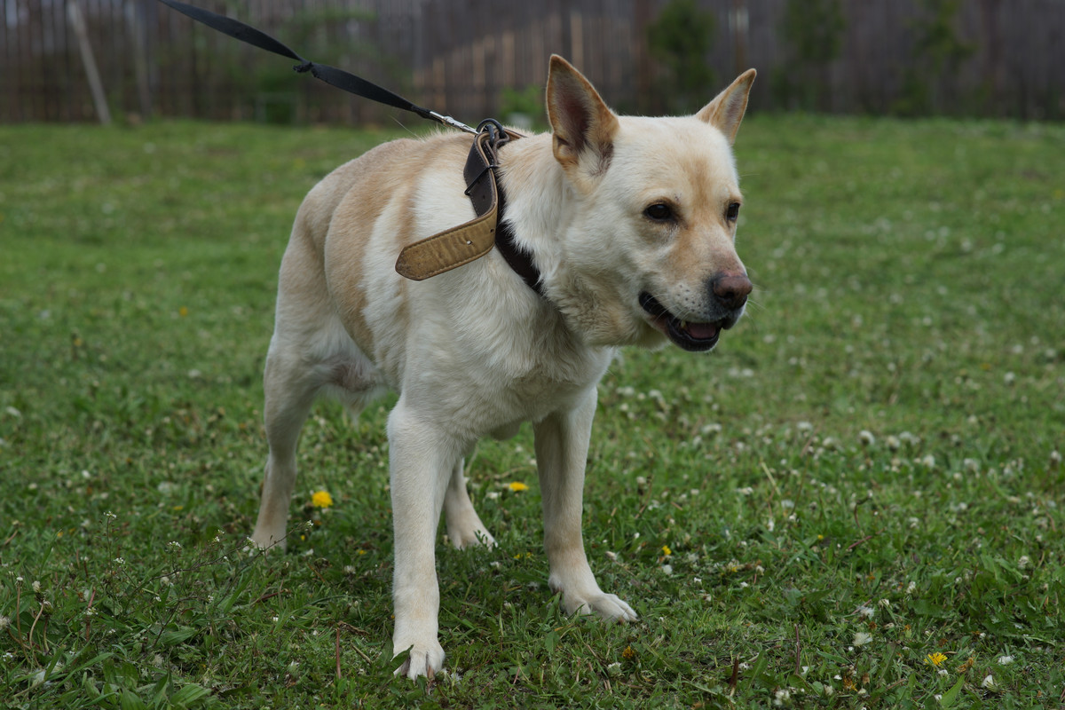 БорисовСобачка (5)