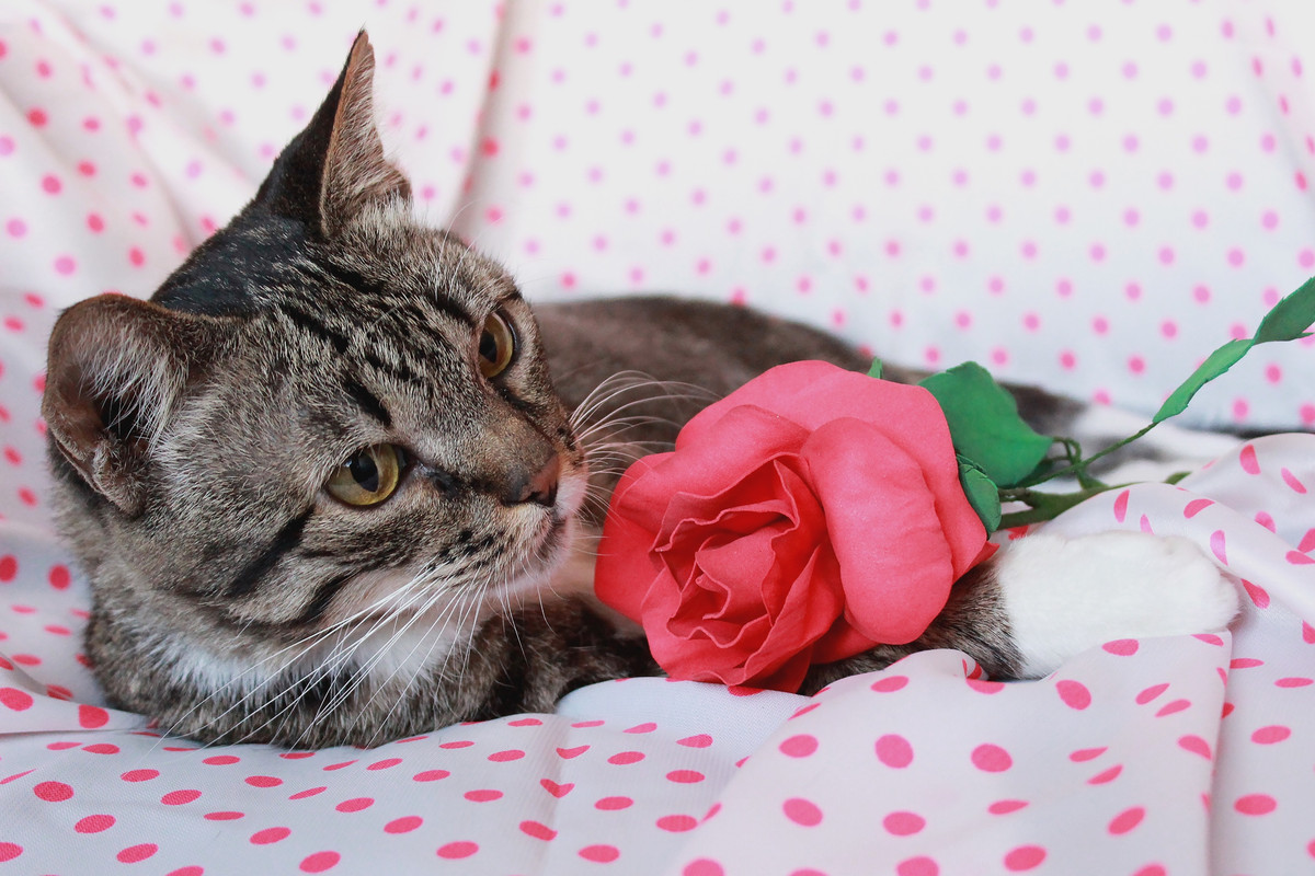 7BFC7363-203A-4E81-8090-C623C5A12B25