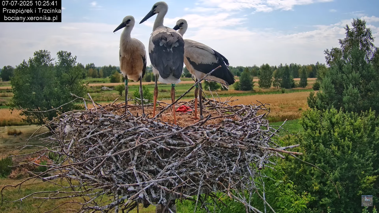 07072025bociany24
