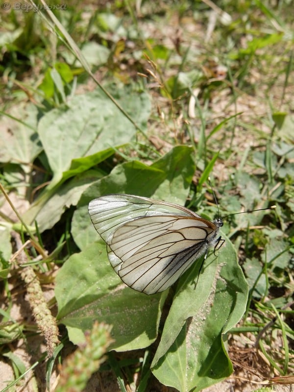 DSCF8845