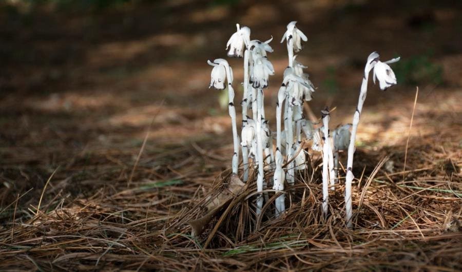 Monotropa uniflora - шедевр эволюции без хлорофилла и фотосинтеза Monotropa uniflora - шедевр эволюции без хлорофилла и фотосинтеза