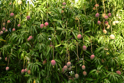 mango tree