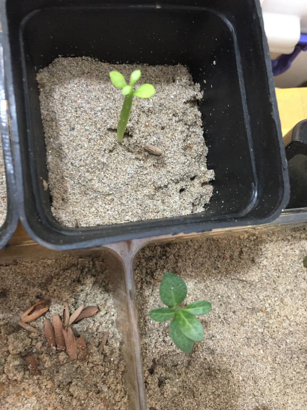 lack-of-sunlight-adenium-seedlings.jpg