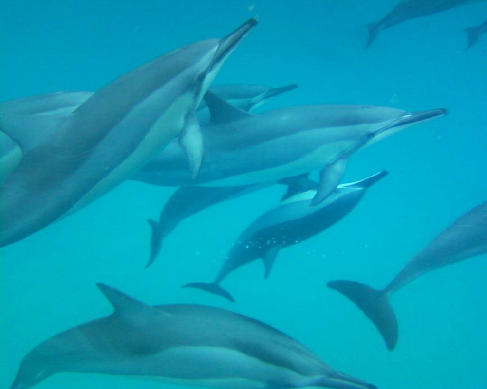 AVISTAMIENTO Y NADO CON DELFINES-CRYSTAL ROCK-BENITIERS ISLAND - Isla Mauricio: por y para el placer (4)