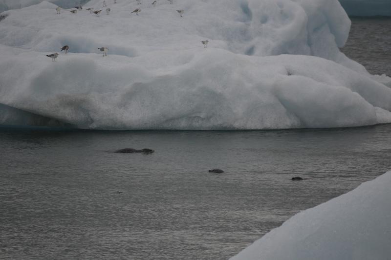 Entre hielo y ceniza. - Islandia, donde la tierra ruge. (27)