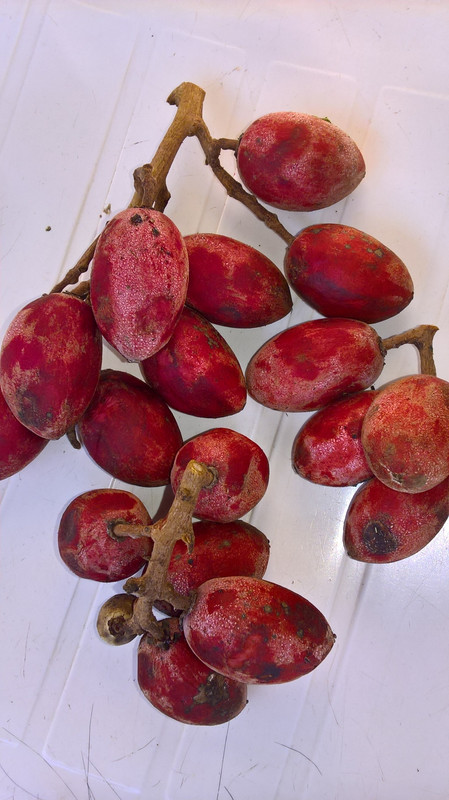 WP_20210630_17_19_05_Pro