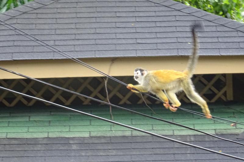 Día 13.  Monteverde - Manuel Antonio - 3 semanas Costa Rica en autobús 2018 Oct (1)