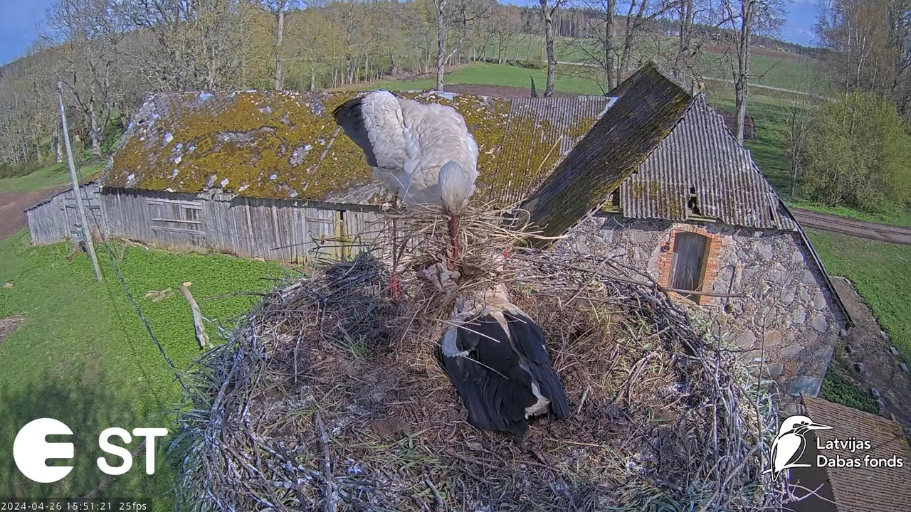 Baltie stārķi (Ciconia ciconia) Tukuma novadā - LDF tiešraide __ White storks in Tukums, Latvia 9-22
