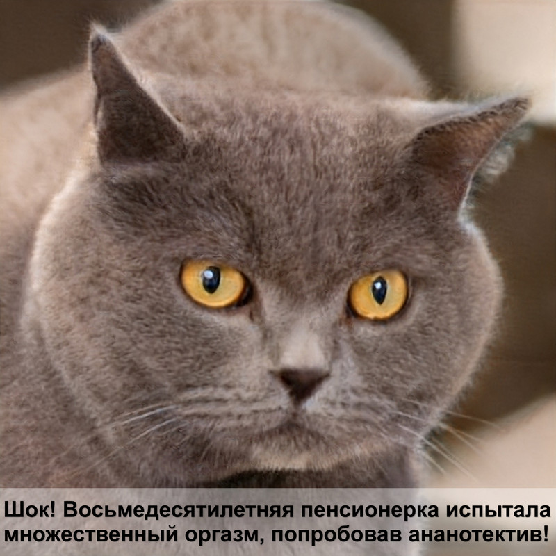 окрас шотландских кошек мрамор