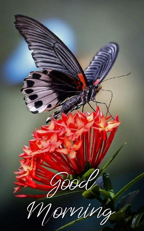 Good-Morning-Greetings