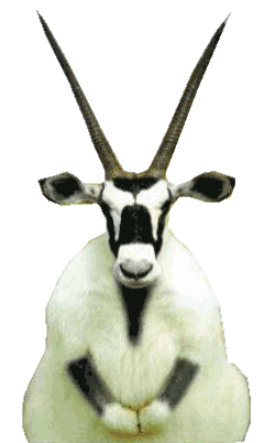 wyd-when.gif