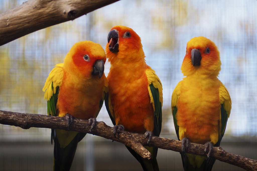 yellow-birds-5853108-1280.jpg