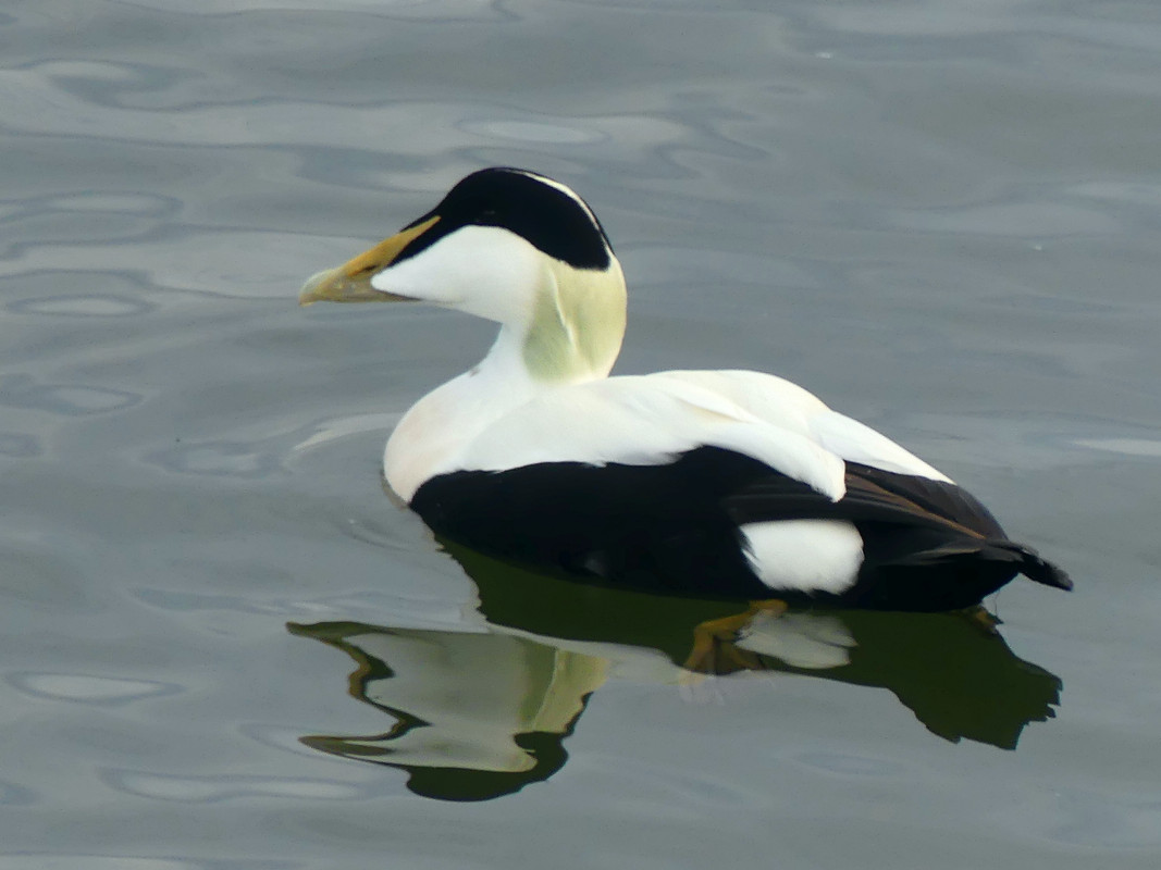 EIDER DUCK 3