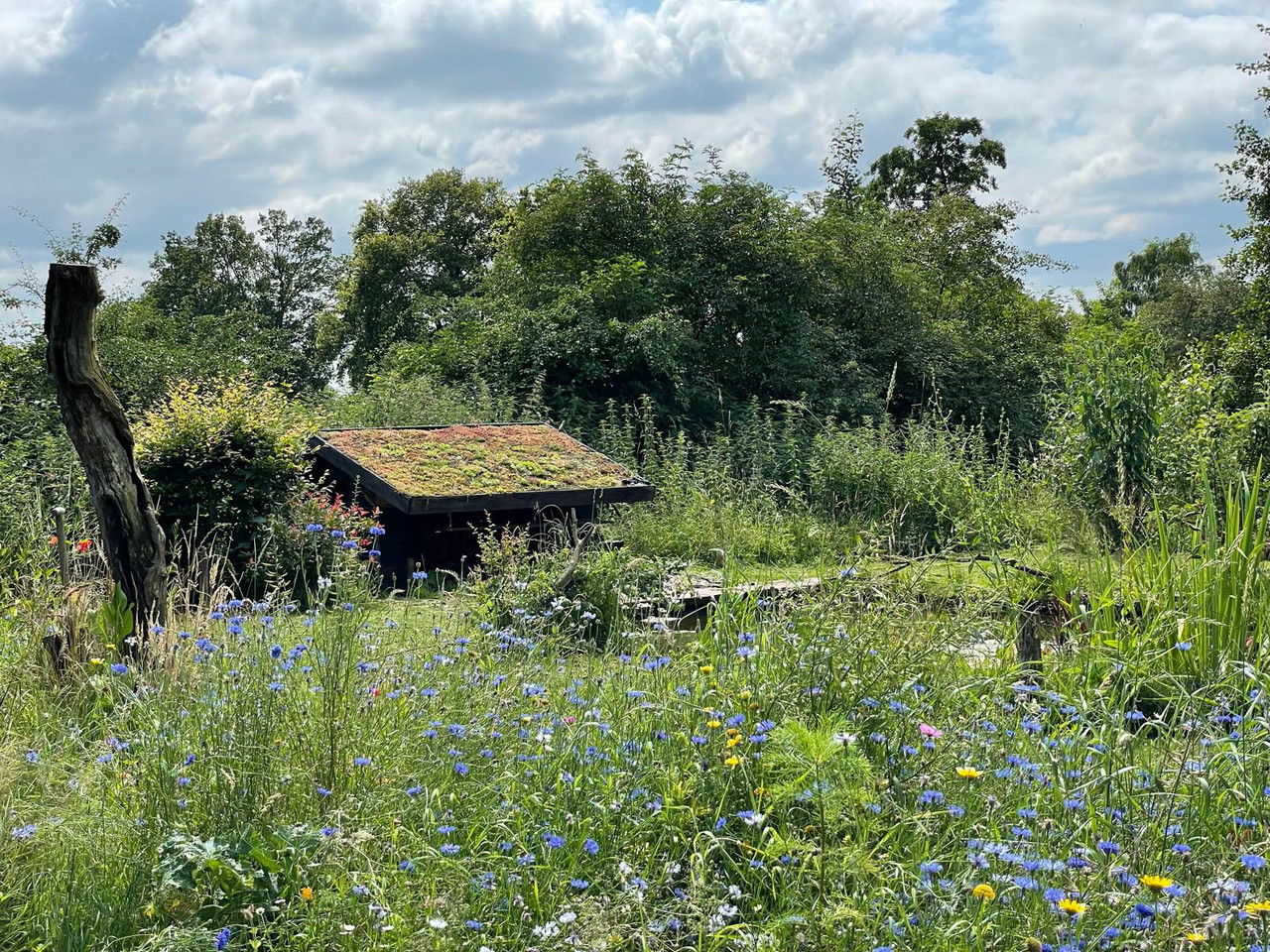 Mijn hutje achter in het weiland half ingegraven.