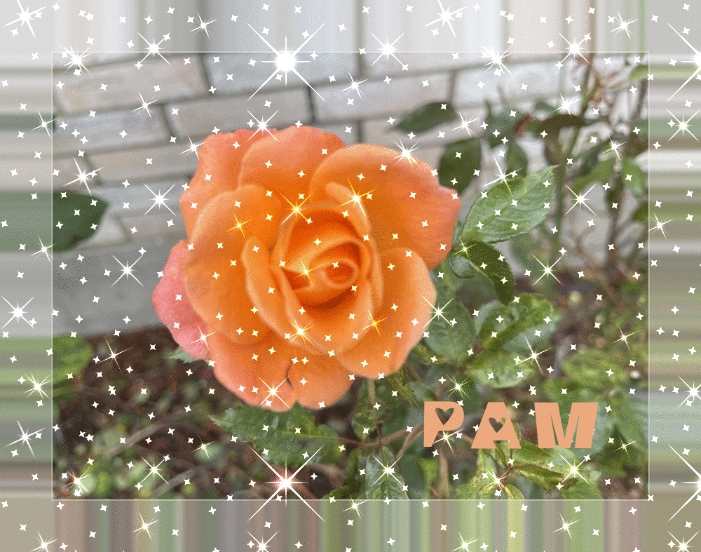 Pam_Orange_Rose_Lens_Flare_Glitter