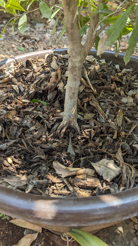 PXL_20240517_160244734