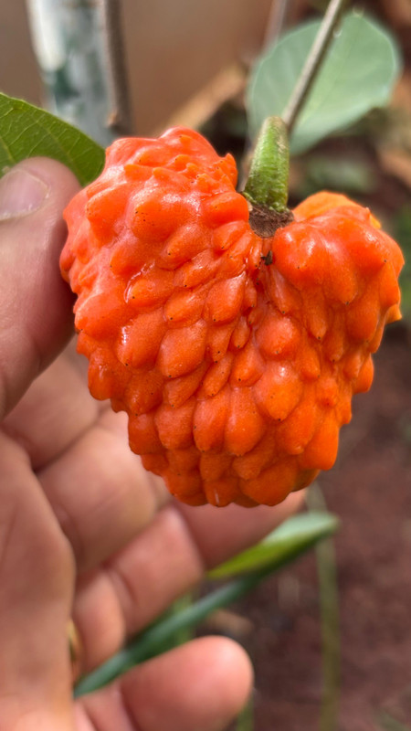 A cornifolia