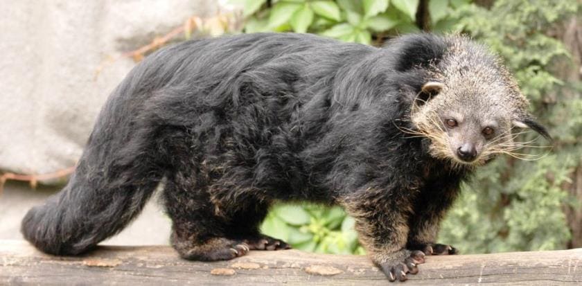 Бинтуронг (Arctictis binturong) - тайны 'медвежьей кошки' с ароматом попкорна Бинтуронг (Arctictis binturong) - тайны 'медвежьей кошки' с ароматом попкорна