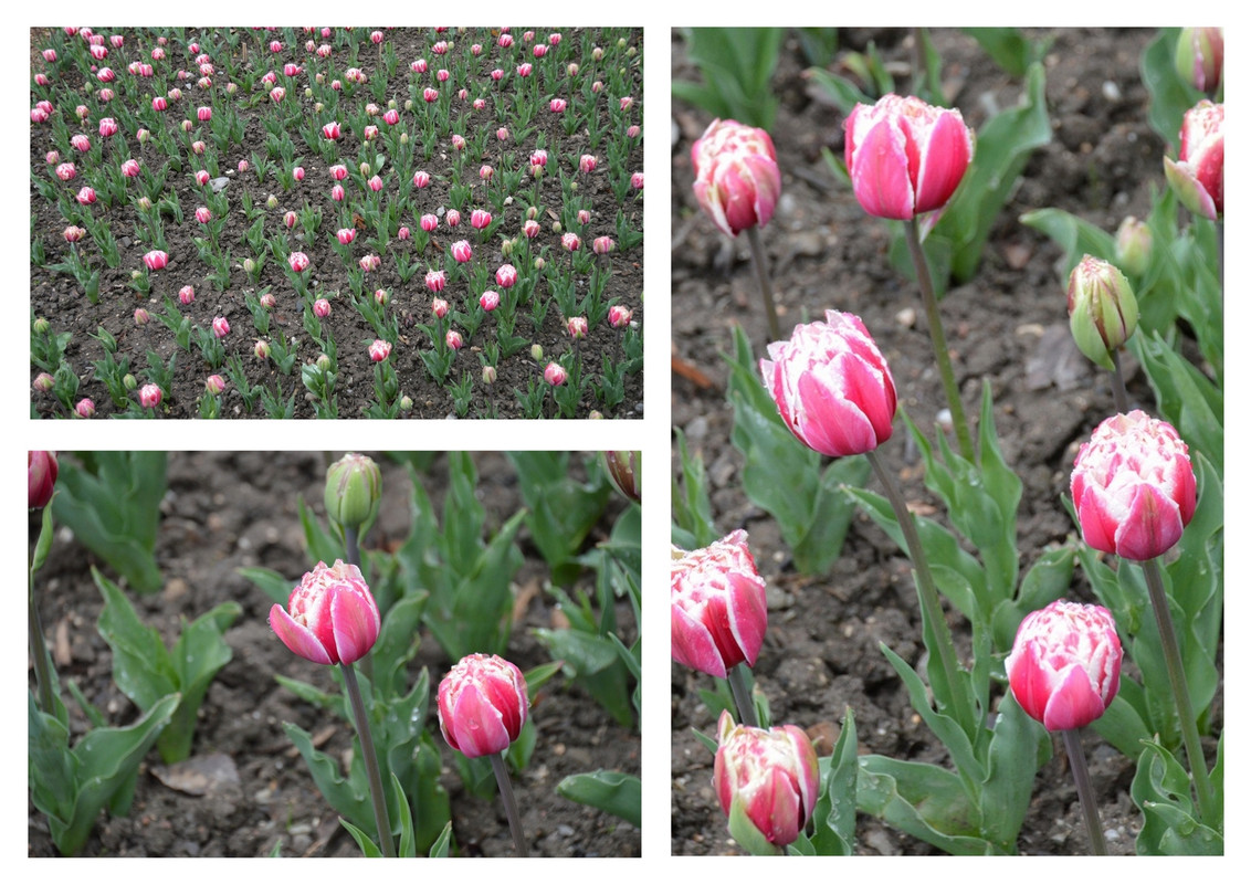 Новый коллаж.jpg 1