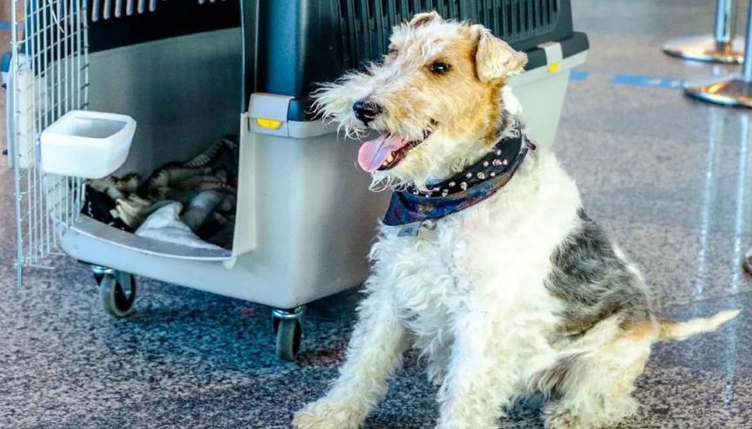 Перевозка животных в Чехию с компанией KaraVAN