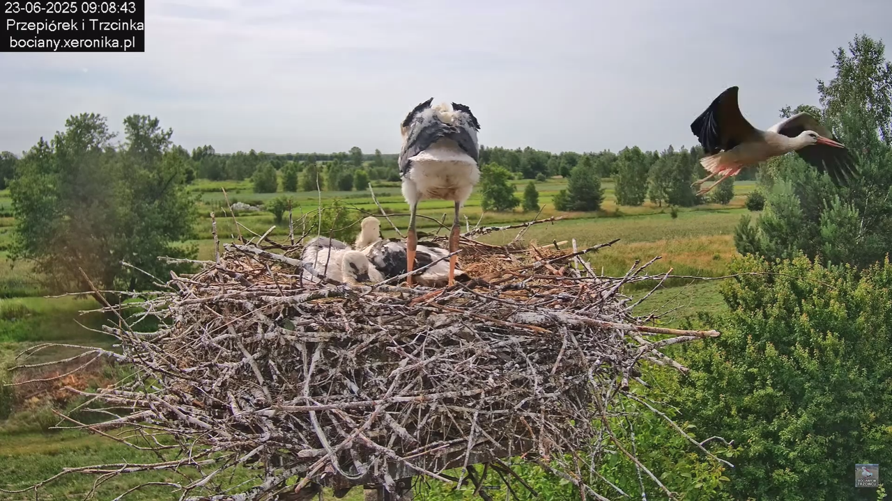 23062025bociany17