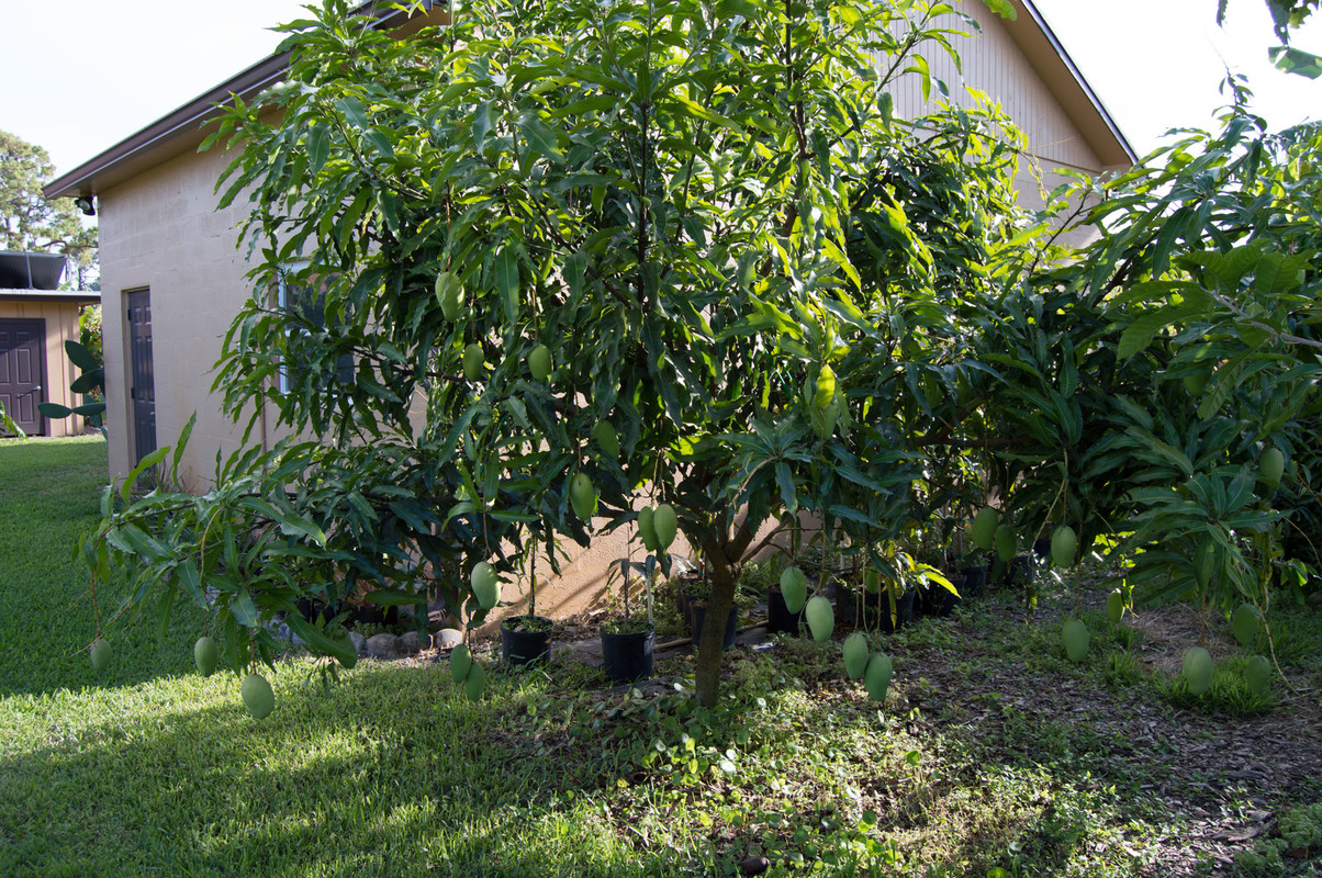 Mango Tree-2