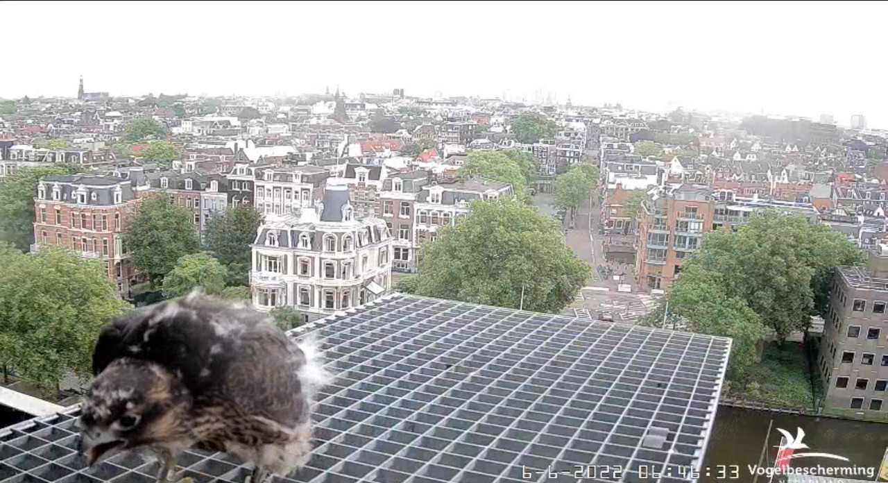 Amsterdam/Rijksmuseum screenshots © Beleef de Lente/Vogelbescherming Nederland - Pagina 19 Video-2022-06-06-064844-Moment-4