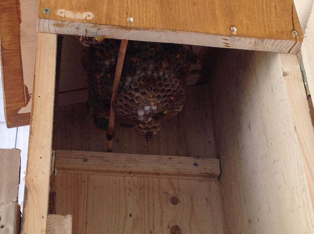 Vespa crabro germana 17. Juli 2015 4. Etage (1)