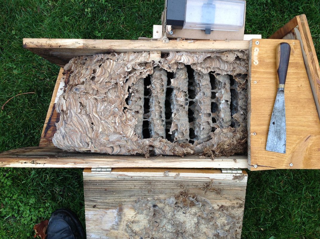 Nestöffnung 12. Nov. 2015 (6)