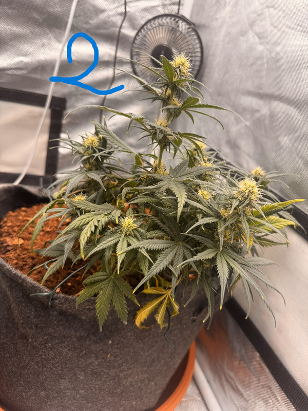 GSC2 2