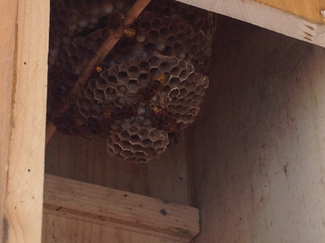 Vespa crabro germana 18 Juli 2015 4. Etage  2Bs