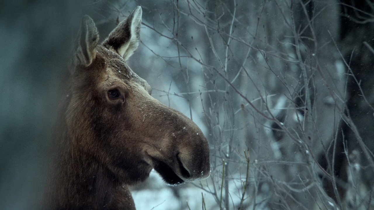 Alaska Earth's Frozen Kingdom (2015) - S01E01 - Spring (1080p x2
