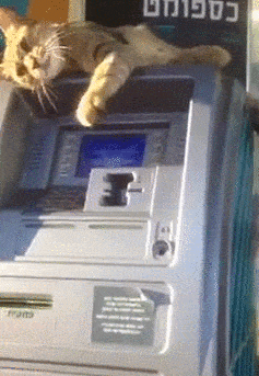 daily-gifdump-3392-25.gif